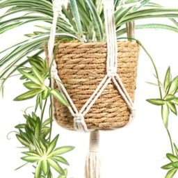 Spider Plant in Hanging Basket2 - Wilko - thumbnail 6
