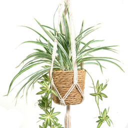 Spider Plant in Hanging Basket2 - Wilko - thumbnail 3