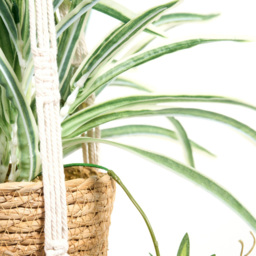 Spider Plant in Hanging Basket2 - Wilko - thumbnail 4