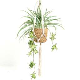 Spider Plant in Hanging Basket2 - Wilko
