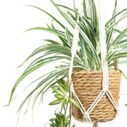 Spider Plant in Hanging Basket2 - Wilko - thumbnail 7