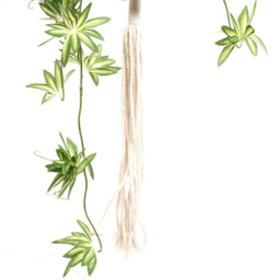 Spider Plant in Hanging Basket2 - Wilko - thumbnail 5