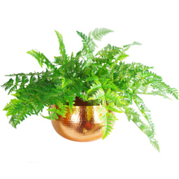 Botanik Copper Metal Straight Edge Hammered Planter 20 x 32cm - Size: 20 x 30 x 30cm - Wilko - thumbnail 4