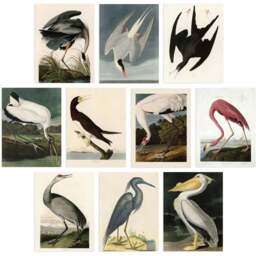Artery8 Vintage Audubon Flamingo Pelican Heron Wall Art Print 30 x 41cm 10 Pack - Size: 40.5 x 30.5 x 0.3cm - Multi - Wilko - thumbnail 1
