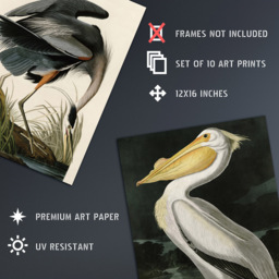Artery8 Vintage Audubon Flamingo Pelican Heron Wall Art Print 30 x 41cm 10 Pack - Size: 40.5 x 30.5 x 0.3cm - Multi - Wilko - thumbnail 5