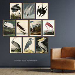 Artery8 Vintage Audubon Flamingo Pelican Heron Wall Art Print 30 x 41cm 10 Pack - Size: 40.5 x 30.5 x 0.3cm - Multi - Wilko - thumbnail 3