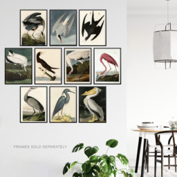 Artery8 Vintage Audubon Flamingo Pelican Heron Wall Art Print 30 x 41cm 10 Pack - Size: 40.5 x 30.5 x 0.3cm - Multi - Wilko - thumbnail 4