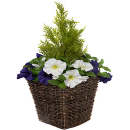 GreenBrokers Artificial Dark Purple and White Petunias Dark Rattan Planters 60cm 2 Pack - Size: 30 x 34 x 60cm - Multi - Wilko - thumbnail 3