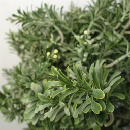 Leaf Artificial Artemisa Plant Topiary 70cm - Size: 70 x 40 x 40cm - Green - Wilko - thumbnail 4