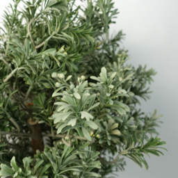 Leaf Artificial Artemisa Plant Topiary 70cm - Size: 70 x 40 x 40cm - Green - Wilko - thumbnail 3