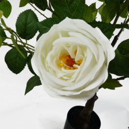 Leaf White Camellia Rose Artificial Plant in Pot 70cm - Size: 70 x 50 x 50cm - Wilko - thumbnail 3