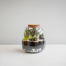 Ivyline Medium Bowl Shape Terrarium DIY Kit 20 x 19cm - Size: 22 x 19 x 19cm - Clear - Wilko - thumbnail 3