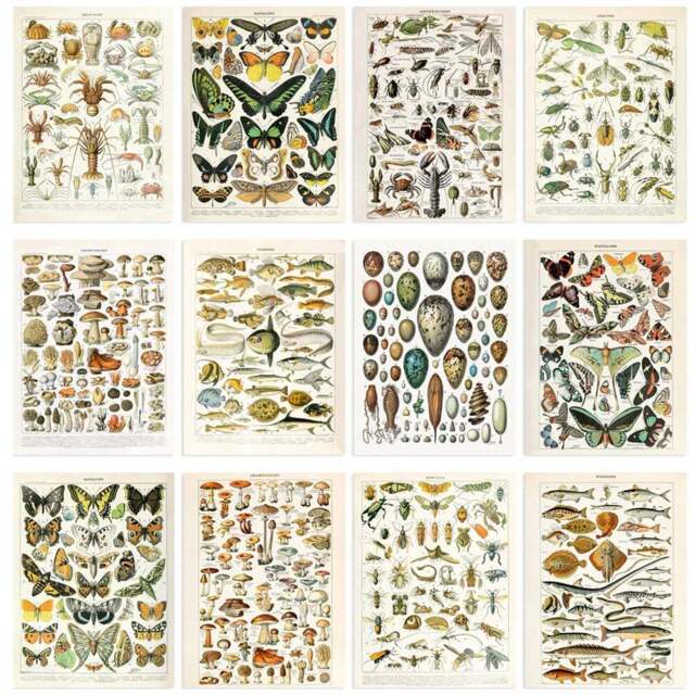 Artery8 Vintage Millot Encyclopaedia Mushrooms Butterflies Beetles Wall Art Print 30 x 41cm 12 Pack - Size: 40.5 x 30.5 x 0.3cm - Multi - Wilko - image 1