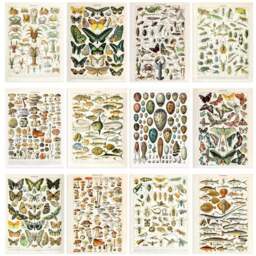 Artery8 Vintage Millot Encyclopaedia Mushrooms Butterflies Beetles Wall Art Print 30 x 41cm 12 Pack - Size: 40.5 x 30.5 x 0.3cm - Multi - Wilko - thumbnail 1