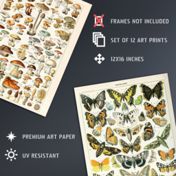 Artery8 Vintage Millot Encyclopaedia Mushrooms Butterflies Beetles Wall Art Print 30 x 41cm 12 Pack - Size: 40.5 x 30.5 x 0.3cm - Multi - Wilko - thumbnail 5