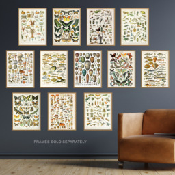Artery8 Vintage Millot Encyclopaedia Mushrooms Butterflies Beetles Wall Art Print 30 x 41cm 12 Pack - Size: 40.5 x 30.5 x 0.3cm - Multi - Wilko - thumbnail 3