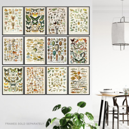 Artery8 Vintage Millot Encyclopaedia Mushrooms Butterflies Beetles Wall Art Print 30 x 41cm 12 Pack - Size: 40.5 x 30.5 x 0.3cm - Multi - Wilko - thumbnail 4