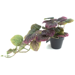 Botanik Purple Trailing Pothos Artificial Plant 35cm - Size: 35 x 40 x 30cm - Wilko