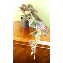 Botanik Purple Trailing Pothos Artificial Plant 35cm - Size: 35 x 40 x 30cm - Wilko - thumbnail 4