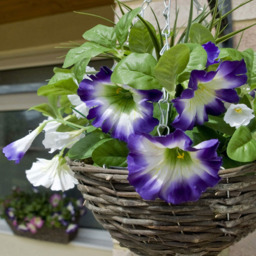 GreenBrokers Artificial Dark Purple and White Petunias Round Rattan Hanging Plant Baskets 2 Pack - Size: 25 x 34 x 52cm - Wilko - thumbnail 3