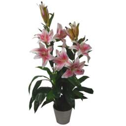 Leaf Pink and White Lily Stargazer Plant in Pot 90cm - Size: 90 x 40 x 40cm - Green - Wilko