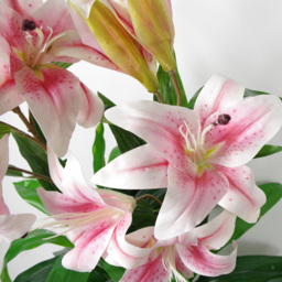 Leaf Pink and White Lily Stargazer Plant in Pot 90cm - Size: 90 x 40 x 40cm - Green - Wilko - thumbnail 3