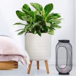 wilko Plaited Style White Indoor Cylinder Plant Pot with Legs 46cm - Instadecor - thumbnail 4