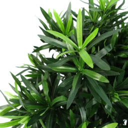 Leaf Podocarpus Bush Artificial Plant in Pot 40cm - Size: 40 x 40 x 40cm - Green - Wilko - thumbnail 4