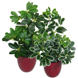 Leaf Arboricola Umbrella Artificial Tree Pot 1.8ft - Size: 55 x 30 x 30cm - Green - Wilko - thumbnail 4