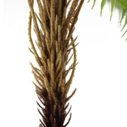 Botanik Artificial Fern Tree in Pot 4ft - Size: 0 x 0 x 0cm - Green - Wilko - thumbnail 4