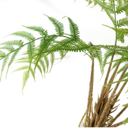 Botanik Artificial Fern Tree in Pot 4ft - Size: 0 x 0 x 0cm - Green - Wilko - thumbnail 3