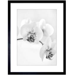 Wee Blue Coo Black and White Orchid Flower Framed Wall Art Print 23 x 18cm - Size: 25.9 x 20.6 x 1.5cm - Wilko - thumbnail 1