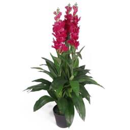 Leaf Pink Cymbidium Orchid Artificial Plant in Pot 100cm - Size: 100 x 40 x 40cm - Green - Wilko
