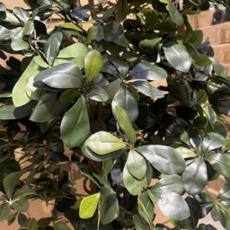 Leaf Black Olive Fire Retardant Artificial Tree 5.9ft - Size: 180 x 80 x 80cm - Green - Wilko - thumbnail 6