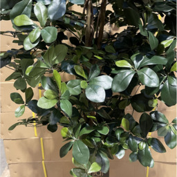 Leaf Black Olive Fire Retardant Artificial Tree 5.9ft - Size: 180 x 80 x 80cm - Green - Wilko - thumbnail 5