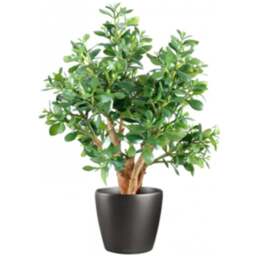 Botanik Deluxe Jade Artificial Plant in Pot 2ft - Size: 70 x 40 x 40cm - Green - Wilko - thumbnail 1