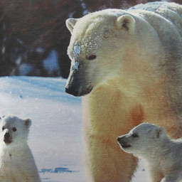 Intimates Polar Bear Filled Cushion 43 x 43cm 2 Pack - n/a - Wilko - thumbnail 3