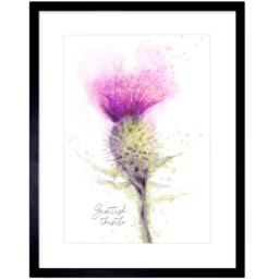 Wee Blue Coo Scottish Thistle Flower Bloom Watercolour Framed Wall Art 23 x 18cm - Size: 25.9 x 20.6 x 1.5cm - Purple - Wilko - thumbnail 1
