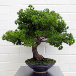 Leaf Pine Bonsai Artificial Plant in Pot 50cm - Size: 50 x 60 x 60cm - Green - Wilko - thumbnail 3