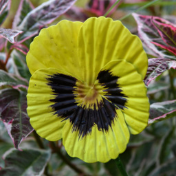 Garden Gear Mixed Metal Pansy Stake 60cm 6 Pack - Size: 60 x 9 x 9cm - Purple - Wilko - thumbnail 6