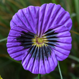 Garden Gear Mixed Metal Pansy Stake 60cm 6 Pack - Size: 60 x 9 x 9cm - Purple - Wilko - thumbnail 4