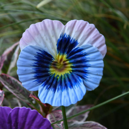 Garden Gear Mixed Metal Pansy Stake 60cm 6 Pack - Size: 60 x 9 x 9cm - Purple - Wilko - thumbnail 5