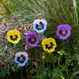 Garden Gear Mixed Metal Pansy Stake 60cm 6 Pack - Size: 60 x 9 x 9cm - Purple - Wilko - thumbnail 3