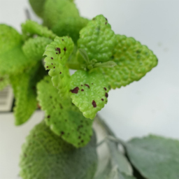 Leaf Mint Leaf Hanging Artificial Garland 125cm - Size: 125 x 30 x 20cm - Green - Wilko - thumbnail 4