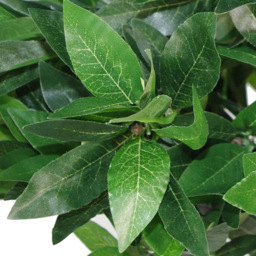 Leaf Bay Laurel Ball Artificial Tree with Twisted Natural Trunk 90cm - Size: 90 x 45 x 45cm - Green - Wilko - thumbnail 3