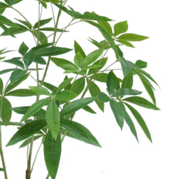 Botanik Pachira Money Tree Artificial Plant in Pot 4ft - Size: 120 x 70 x 70cm - Green - Wilko - thumbnail 3
