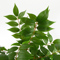Leaf Evergreen Toona Sinensis Artificial Plant 3.6ft - Size: 110 x 60 x 60cm - Wilko - thumbnail 4