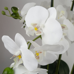 Botanik White Orchid Artificial Tree in Gold Ceramic Planter 60cm - Size: 60 x 40 x 40cm - Wilko - thumbnail 7