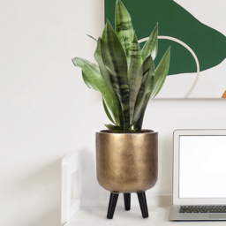 wilko Gold Concrete Effect Indoor Planter with Legs 34cm - Instadecor - thumbnail 6