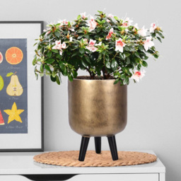 wilko Gold Concrete Effect Indoor Planter with Legs 34cm - Instadecor - thumbnail 3